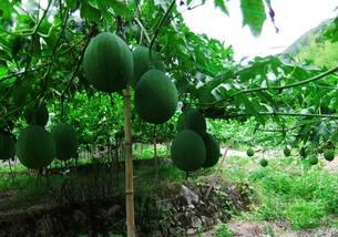 吊瓜可以吃不怎么吃,美味与营养的双重享受，适量食用更佳