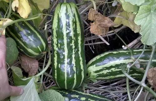 回忆童年吃瓜的记忆,那些难忘的夏日记忆